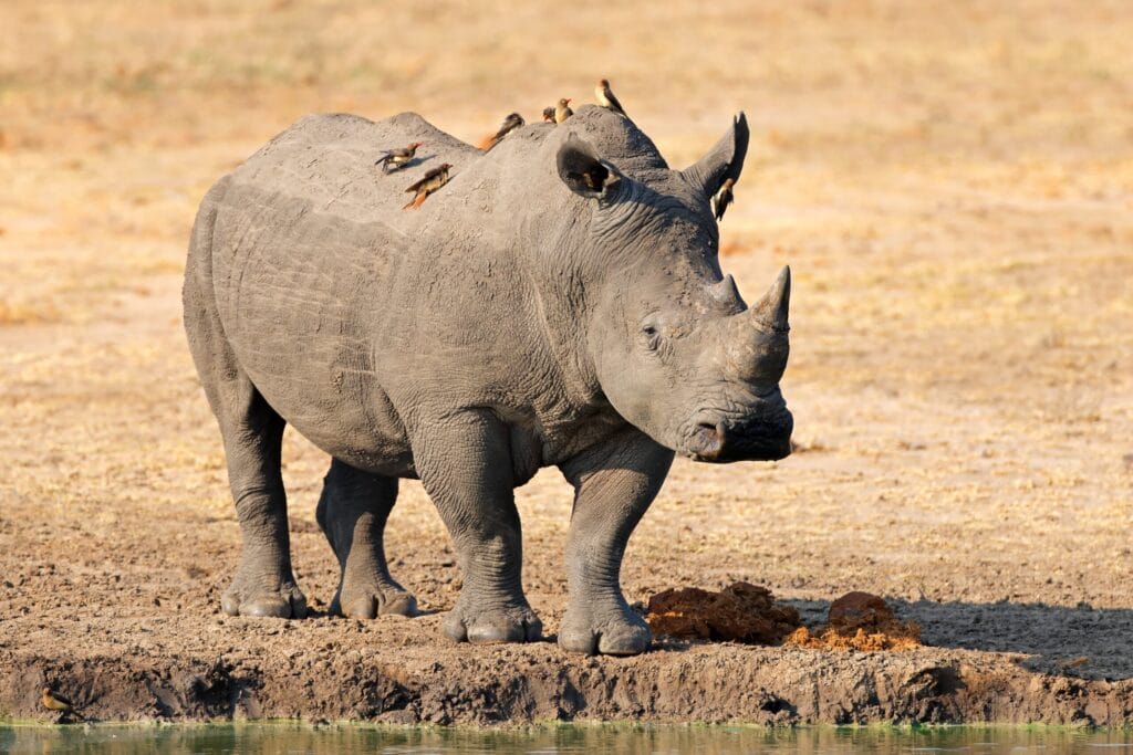 Oxpecker birds sat on Rhino's back in the desert visiting a watering hole